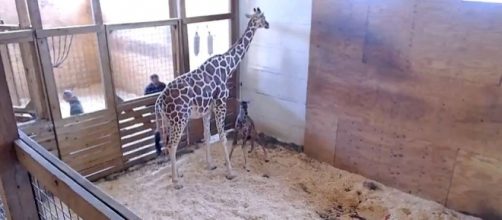 Photo screen capture from YouTube video / Animal Adventure Park