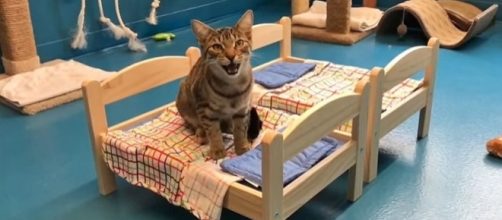 Photo screen capture from YouTube video / Etobicoke Humane Society