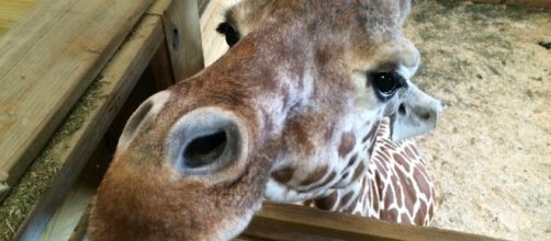 This is why April the giraffe hasn't delivered yet | Komando.com - komando.com