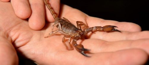 United Airlines passenger 'stung by scorpion' on flight - Photo: Blasting News Library - bbc.com