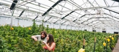 Will legal marijuana give home prices a new high? - SFGate - sfgate.com