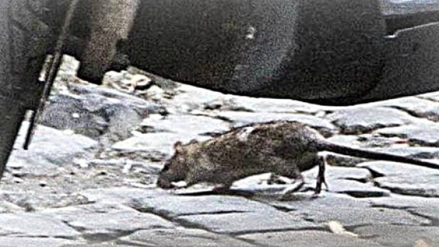 A Trastevere va in scena il morso del ratto: ragazza sotto choc e ... - intelligonews.it