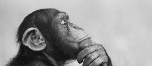 Controlling animal behavior is now on the cards / Photo via Can we know what animals are thinking? &ndash; The Economist - economist.com