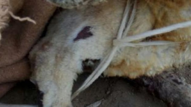 Cagnetta trascinata sull'asfalto in Calabria