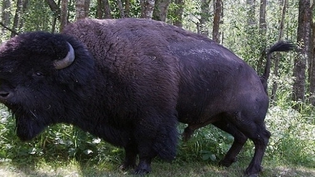 Texas, bisonte vive con una coppia di coniugi