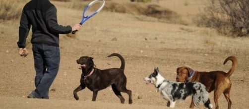 Colorado ranks No. 3 in the nation for healthiest pets | Colorado ... - gazette.com