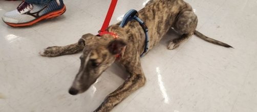 Pang Pang: Rescued Puppy from China - American Greyhound - americangreyhound.org