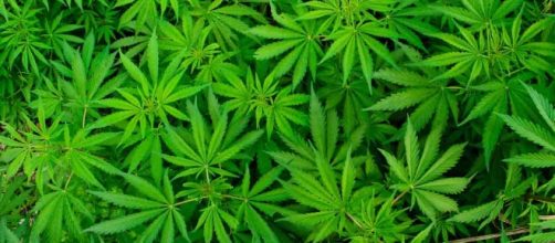 Photo: mercola.com (sourced via Blasting News Library)