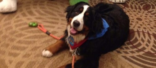 Woman Brings Therapy Dog to Furry Convention - nymag.com