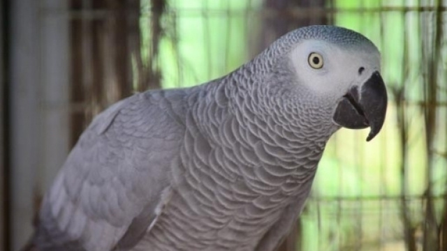 Gran Bretagna: pappagallo avvelena tre cani