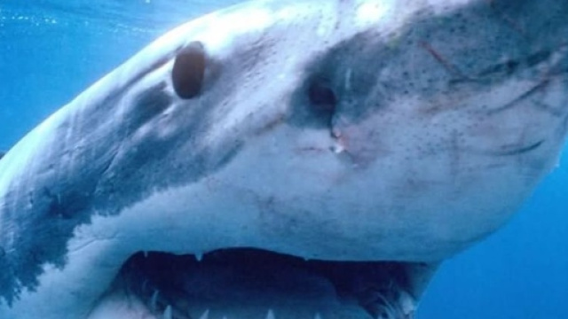 Squalo azzanna 17enne in Australia: la morte di Laeticia