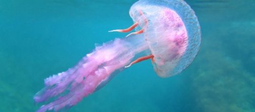 Living Fossils: Prehistoric Species Still Among Us -