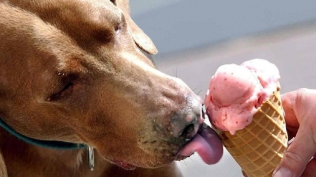 Gelato per cane: le gustosissime ricette fai da te - bamzum.com
