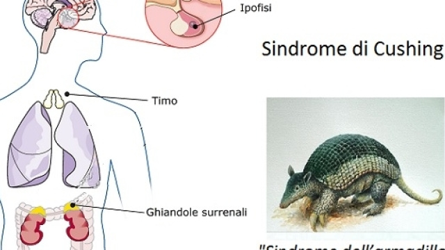 Per studiare la Sindrome di Cushing &ndash; una rara malattia, gli scienziati hanno creato una malattia artificiale, la Sindrome dell&rsquo;Armadillo.