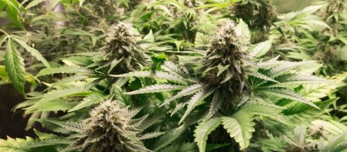 California Marijuana Legalization: A Guide to Proposition 64 ... - thrillist.com