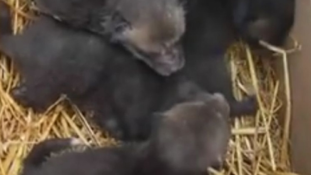 I cuccioli di volpe ritrovati a Modena