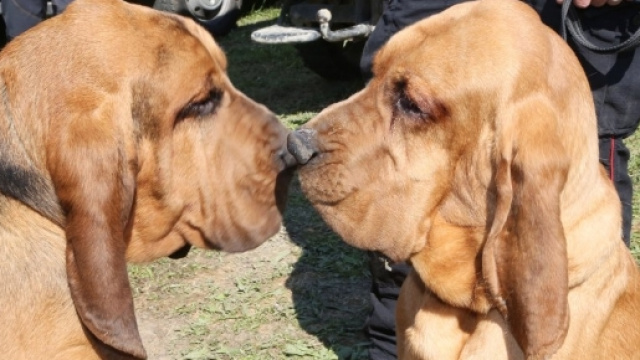 Gandollf e Druido, I due bloodhound che inseguono Igor