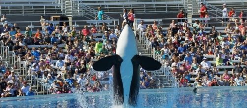 Killer whale dies at SeaWorld San Antonio | Hits 97.3 - hits973.com