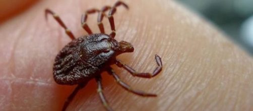 Qu&eacute; es la fiebre hemorr&aacute;gica? - telecinco.es