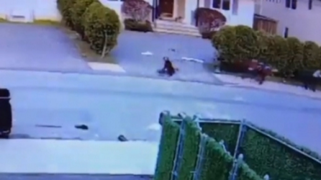 Il momento in cui il pitbull azzanna il bimbo