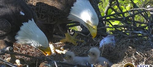 Live Washington DC Bald Eagle Cam - dceaglecam.org