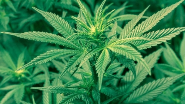 Cannabis, favorevoli e contrari nel 'Giorno dell'erba'