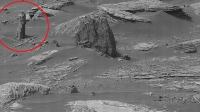 Fig.1 albero su Marte- (Fonte paranormal crucible)