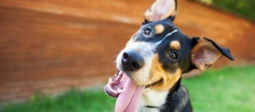 Cachorros feliz &eacute; cachorro saud&aacute;vel