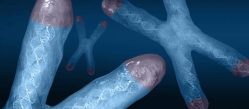 Los telomeros son los responsables de activar el reloj biol&oacute;gico