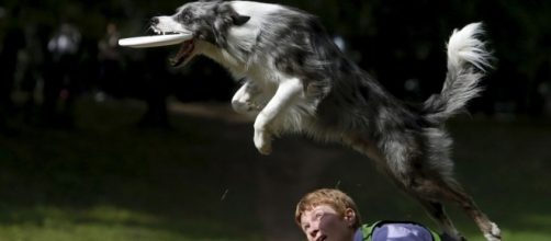 La capacidad de aprendizaje de los perros est&aacute; ligada a su condici&oacute;n de animal social