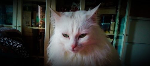 La mitad de los hogares espa&ntilde;oles tienen alg&uacute;n animal como mascota