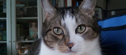 Los gatos como animales de compa&ntilde;&iacute;a despiertan pasiones