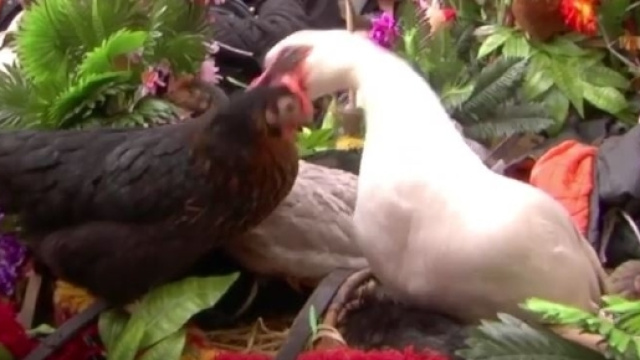 Galline legate e uccise in onore della Madonna.