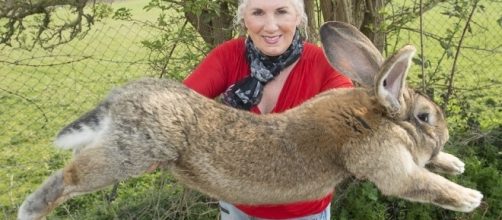 C-Sj8rXXkAApOmm.jpg - herokuapp.com