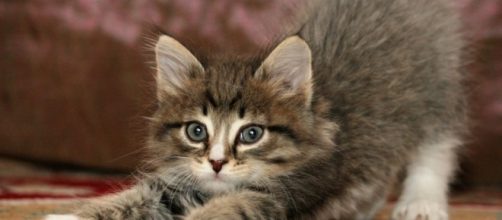 Gatos Archivos - Mundo Cachorro - mundocachorro.com