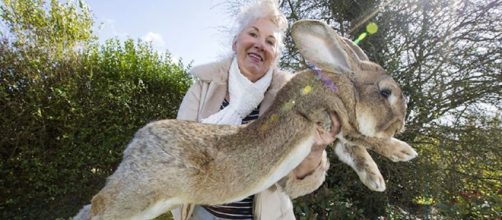 Meet Darius: The World's Biggest Bunny That May Soon Be Outgrown ... - earthporm.com