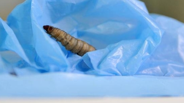 Un bruco 'spazzino' dell'ambiente capace di mangiare e digerire la plastica: una svolta per il pianeta? Foto: maxpark.com.