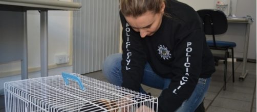 animal foi resgatado pela Pol&iacute;cia Civil