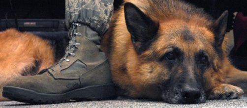 Wayne Pacelle on Twitter: ".@BarackObama signs executive order ... - twitter.com