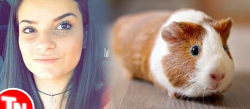 Jovem coloca porquinho-da-&iacute;ndia no microondas e causa revolta nas redes sociais