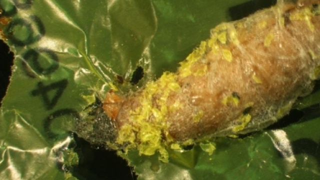 La Camola del miele mentre degrada il polietilene