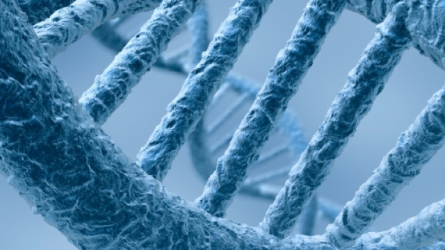 Si chiama Tnsfs13b ed &egrave; il gene che causa Lupus e Sclerosi multipla