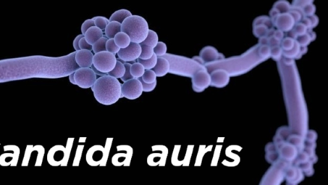 La Candida auris semina il panico negli ospedali di New York