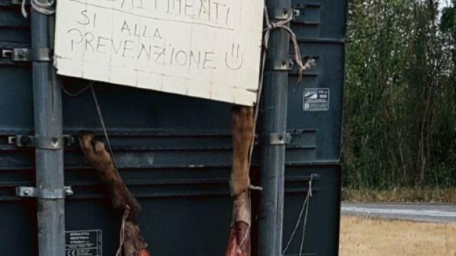 Una 'provocazione': lupo ucciso, scuoiato e appeso a un cartello stradale alle porte di Suvereto in Toscana. Foto: Facebook.