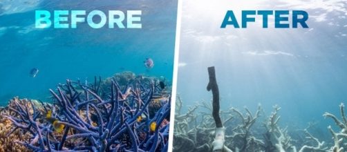 Emergency: the Great Barrier Reef is dying - theday.co.uk