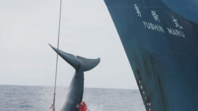 Caccia balene, in Giappone uccise 333 balenottere nonostante la ... - improntaunika.it