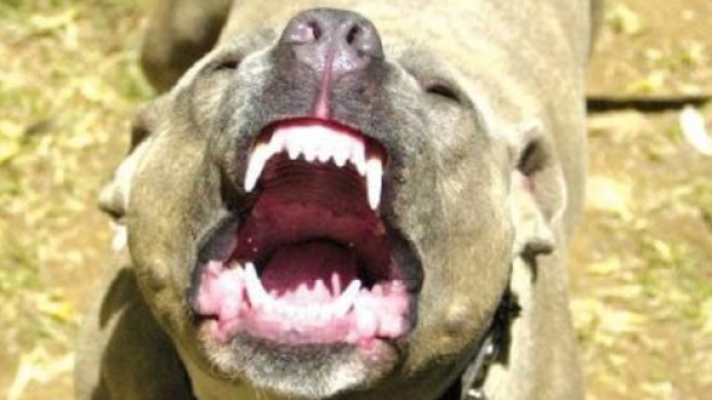 Cronaca di Livorno: bimbo aggredito da un Pitbull