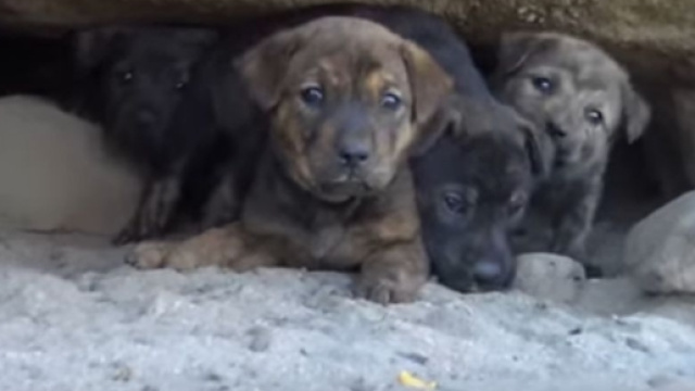 I cuccioli all'interno della cava messi in salvo dai volontari