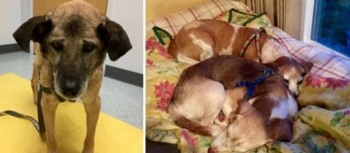 Couple Ensuring Homeless, Terminally Ill Dogs Live 'Happily Ever ... - liftable.com