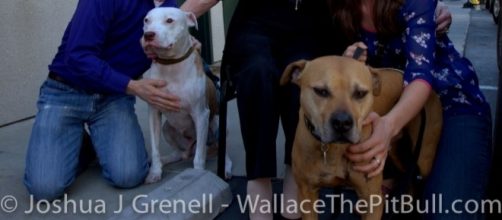 Vicktory dogs | Have dog blog will travel - celiasue.com